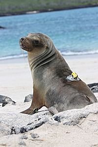 Araldite helps to find out more about young sea-lions